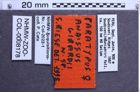 Etiketten zu Anaissus girardii (NHMW-ZOO-COL-0008178)